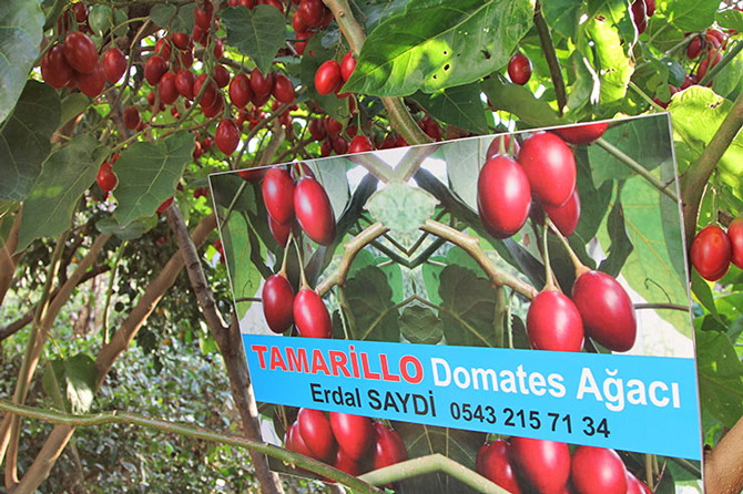 agac-domatesi-’tamarillo’-rize’yi-sevdi.jpg