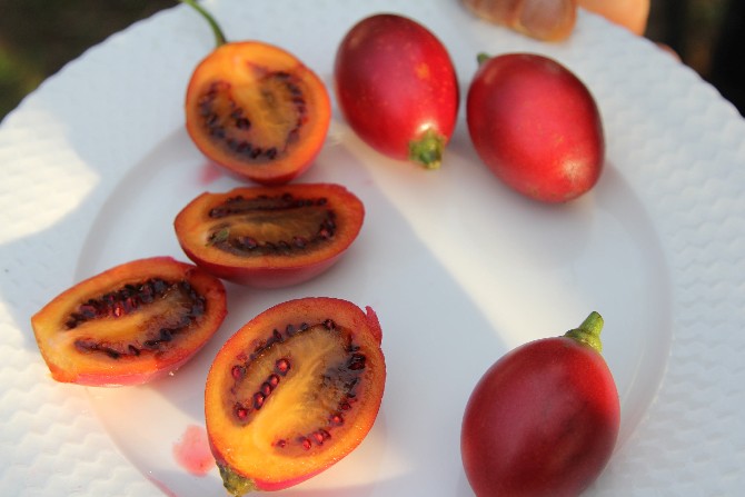 agac-domatesi-tamarillo-rize’yi-sevdi-(1).jpg