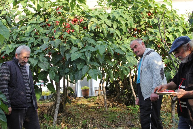 agac-domatesi-tamarillo-rize’yi-sevdi-(2).jpg
