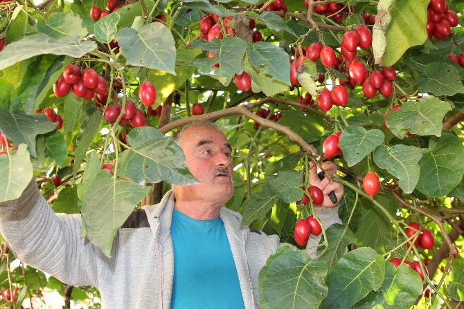 agac-domatesi-tamarillo-rize’yi-sevdi-(3).jpg