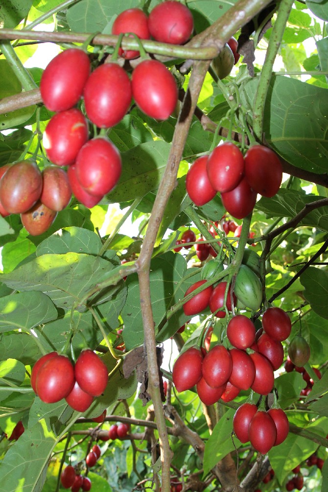 agac-domatesi-tamarillo-rize’yi-sevdi-(5).jpg