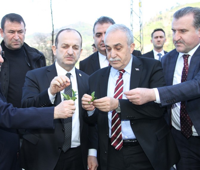 ahmet-esref-fakibaba-cay-bitkisini-inceledi-(4).jpg