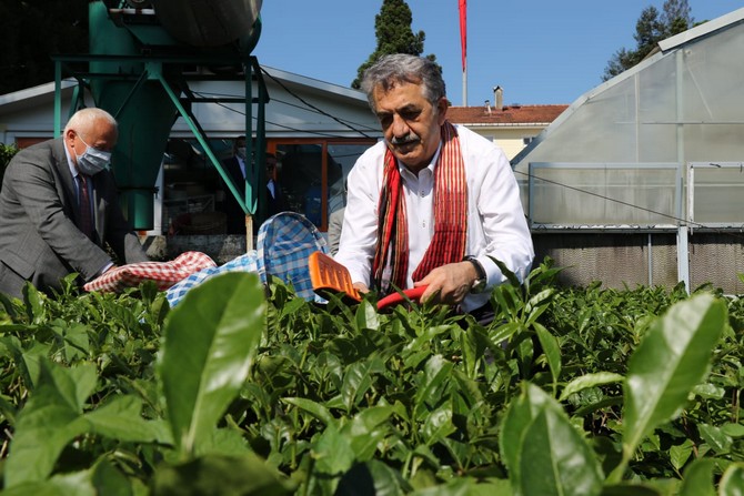 ak-parti-genel-baskan-yardimcisi-hayati-yazici-(fotografta),-bazi-programlara-katilmak-uzere-geldigi-rizede-caykur-ziraat-cay-bahcesinde-cay-topladi-(2).jpg