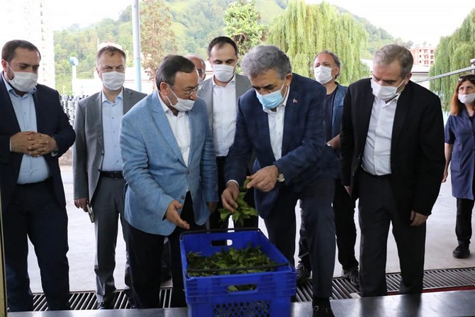 ak-parti-genel-baskan-yardimcisi-ve-rize-milletvekili-hayati-yazici,--caykur’un-organik-siyah-ve-yesil-cay-uretimi-yaptigi-cumhuriyet-cay-fabrikasini-gezdi-(2).jpg