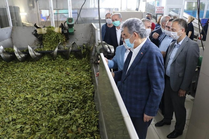 ak-parti-genel-baskan-yardimcisi-ve-rize-milletvekili-hayati-yazici,--caykur’un-organik-siyah-ve-yesil-cay-uretimi-yaptigi-cumhuriyet-cay-fabrikasini-gezdi-(5).jpg
