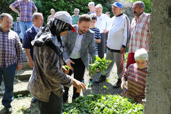 ak-parti-genel-baskan-yardimcisi-ve-rize-milletvekili-muhammed-avci,-caykur-genel-mudur-vekili-yusuf-ziya-alim-ile-birlikte-cay-alim-yerlerinde-incelemelerde-bulundu-(12).jpg