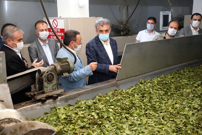 ak-parti-genel-baskan-yardimcisi-yazici-cay-fabrikasini-ziyaret-etti-(6).jpg