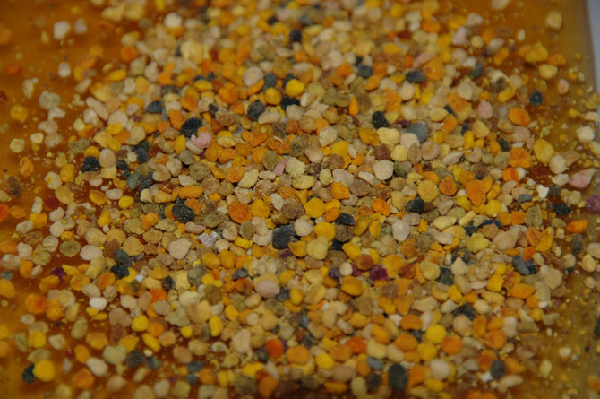 anzer-poleni-1.jpg anzer-poleni-1.jpg