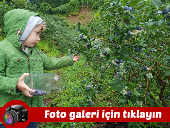 artvin’de-mavi-yemis-icin-hasat-zamani-foto-galeri.jpg