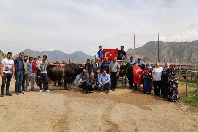 artvin’de-milyonluk-boga-uretim-ciftligi-(4).jpg