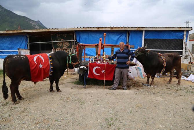 artvin’de-milyonluk-boga-uretim-ciftligi-(7).jpg