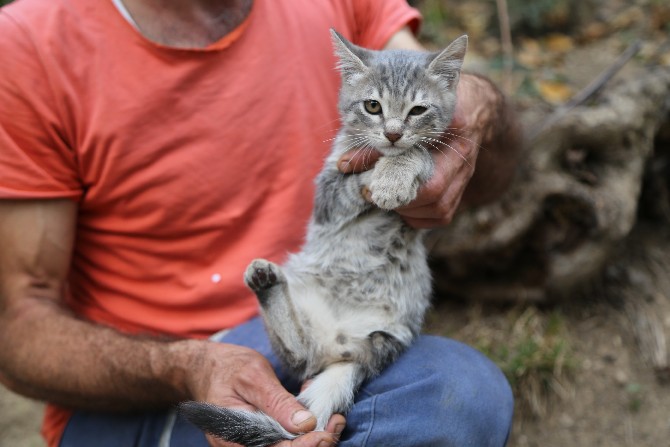 artvin’de-uc-ayakli-dogan-yavru-kedi,-mahalle-sakinlerinin-ilgi-odagi-haline-geldi-(4).jpg