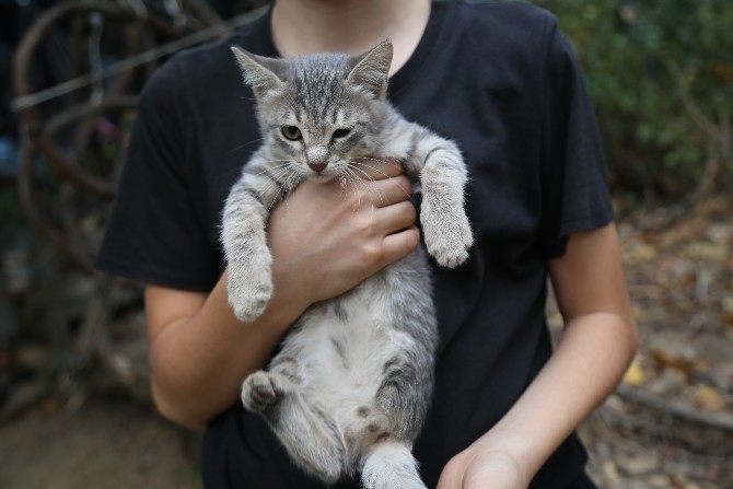 artvin’de-uc-ayakli-dogan-yavru-kedi,-mahalle-sakinlerinin-ilgi-odagi-haline-geldi-(5).jpg