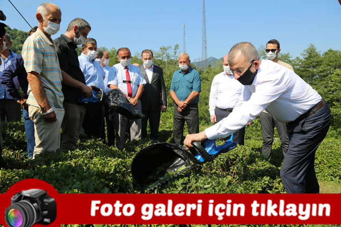 artvin-borckada-cay-ureticilerine-cay-toplama-makinesi-dagitildi.jpg