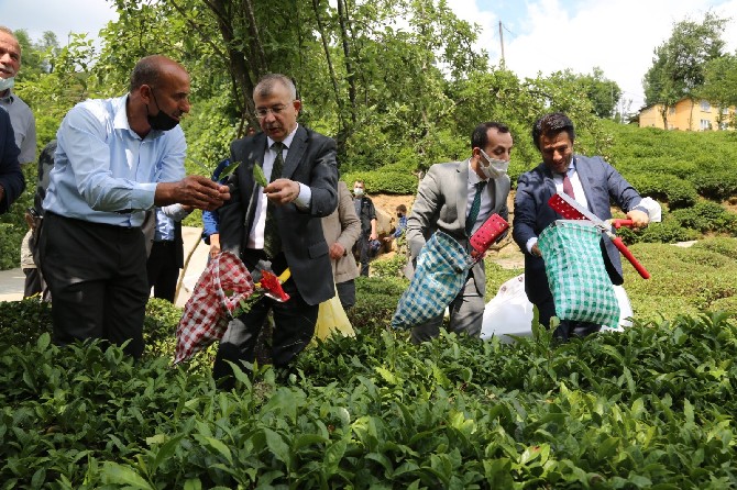 artvin-valisi-yilmaz-doruk-borcka-ilcesine-bagli-guresen-koyunu-ziyaret-etti-cay-ureticileriyle-bir-araya-gelen-doruk-cay-toplayarak-ureticilerin-sorunlarini-dinledi-1.jpg