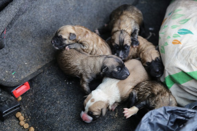 artvinde-kar-yagisi-ve-agir-kis-sartlari-altinda-dogum-yapan-sokak-kopegi-ile-6-yavrusu-hayvan-severler-tarafindan-kurtarilarak-bakim-evine-goturuldu-(7).jpg
