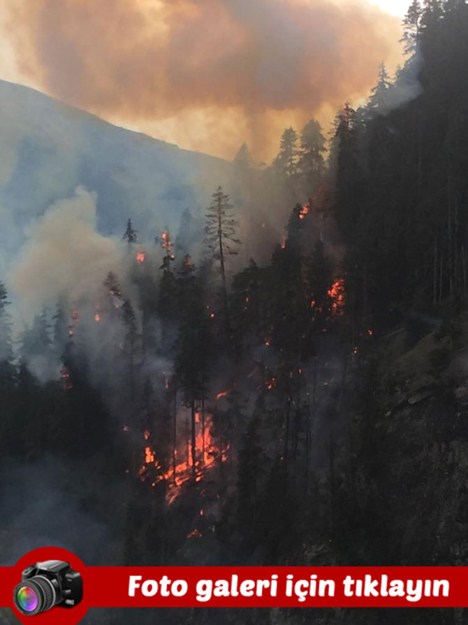 artvinde-ormanlik-alanda-cikan-yanginda-4-hektar-alan-zarar-gordu.jpg