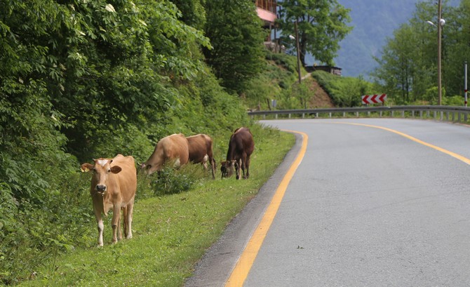 artvinlilerin-yarim-asirlik-hayali-olan-cankurtaran-tunelinin-gectigimiz-yil-trafige-acilmasinin-ardindan-artik-eski-karayolunun-kenarlari-ve-cevresi-buyukbas-hayvanlarin-otlak-alani-oldu--(5).jpg