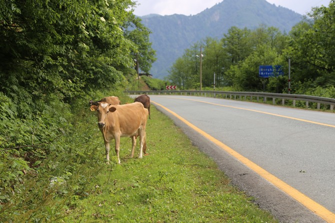 artvinlilerin-yarim-asirlik-hayali-olan-cankurtaran-tunelinin-gectigimiz-yil-trafige-acilmasinin-ardindan-artik-eski-karayolunun-kenarlari-ve-cevresi-buyukbas-hayvanlarin-otlak-alani-oldu--(6).jpg