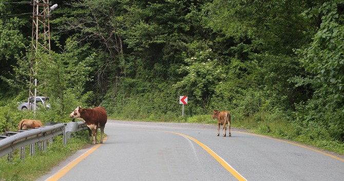 artvinlilerin-yarim-asirlik-hayali-olan-cankurtaran-tunelinin-gectigimiz-yil-trafige-acilmasinin-ardindan-artik-eski-karayolunun-kenarlari-ve-cevresi-buyukbas-hayvanlarin-otlak-alani-oldu--(8).jpg