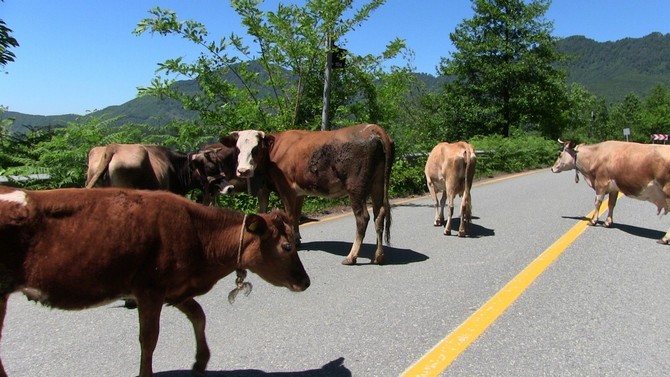 artvinlilerin-yarim-asirlik-hayali-olan-cankurtaran-tunelinin-gectigimiz-yil-trafige-acilmasinin-ardindan-artik-eski-karayolunun-kenarlari-ve-cevresi-buyukbas-hayvanlarin-otlak-alani-oldu--(9).jpg