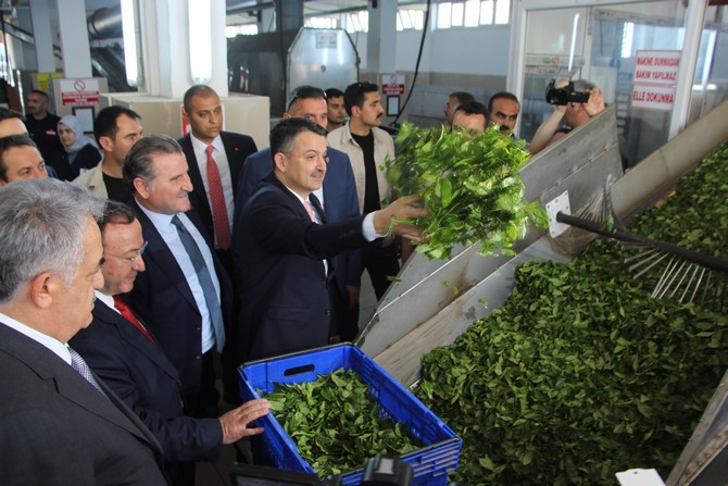 bakan-dr.-bekir-pakdemirli-rizede-yesil-cay-fabrikasini-ve-cay-paketleme-fabrikasinda-incelemelerde-bulundu-(14).jpg