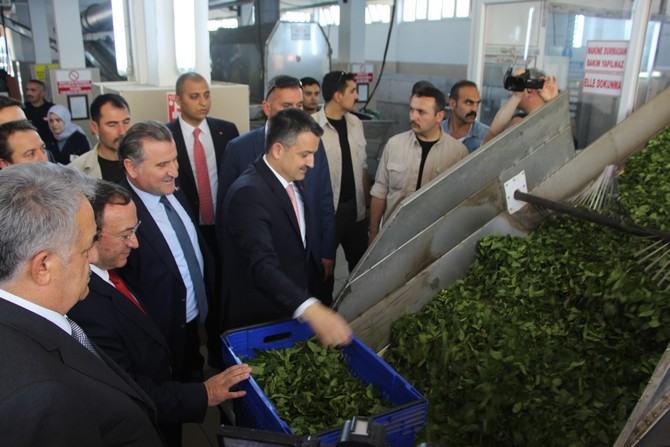 bakan-dr.-bekir-pakdemirli-rizede-yesil-cay-fabrikasini-ve-cay-paketleme-fabrikasinda-incelemelerde-bulundu-(15).jpg
