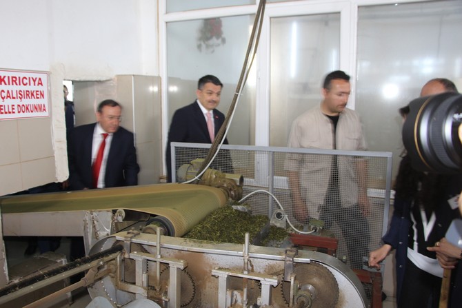 bakan-dr.-bekir-pakdemirli-rizede-yesil-cay-fabrikasini-ve-cay-paketleme-fabrikasinda-incelemelerde-bulundu-(16).jpg