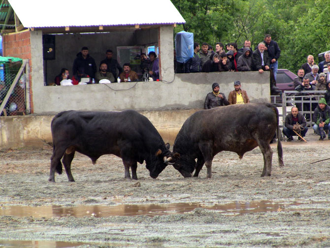 bogalar-camur-zeminde-kiyasiya-guresti1.jpg bogalar-camur-zeminde-kiyasiya-guresti1.jpg