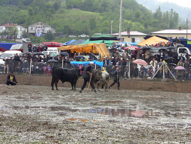 bogalar-camur-zeminde-kiyasiya-guresti2.jpg bogalar-camur-zeminde-kiyasiya-guresti2.jpg