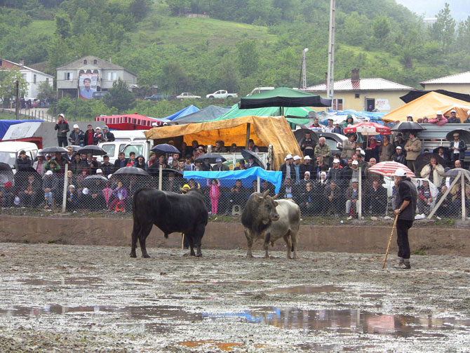 bogalar-camur-zeminde-kiyasiya-guresti3.jpg bogalar-camur-zeminde-kiyasiya-guresti3.jpg