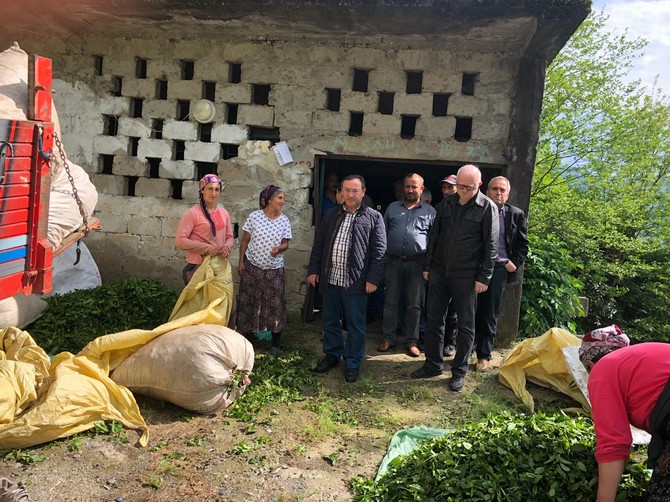 caykur-genel-mudur-vekili-yusuf-ziya-alim,-artvin’in-kemalpasa-ve-hopa-ilcesinde-cay-alim-yerlerine-denetimlerde-bulundu-(5).jpg