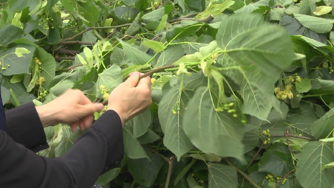 cicek-acan-ihlamurlarin-olgunlasmasiyla-rizede-agac-sahipleri-ihlamur-hasadina-basladi-1.jpg