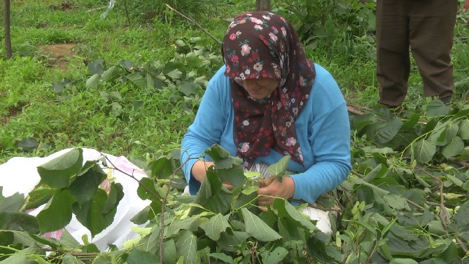 cicek-acan-ihlamurlarin-olgunlasmasiyla-rizede-agac-sahipleri-ihlamur-hasadina-basladi-4.jpg