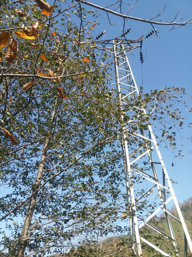 coruh-edas’tan-elektrik-hatlarina-agac-budama-calismasi-2.jpg