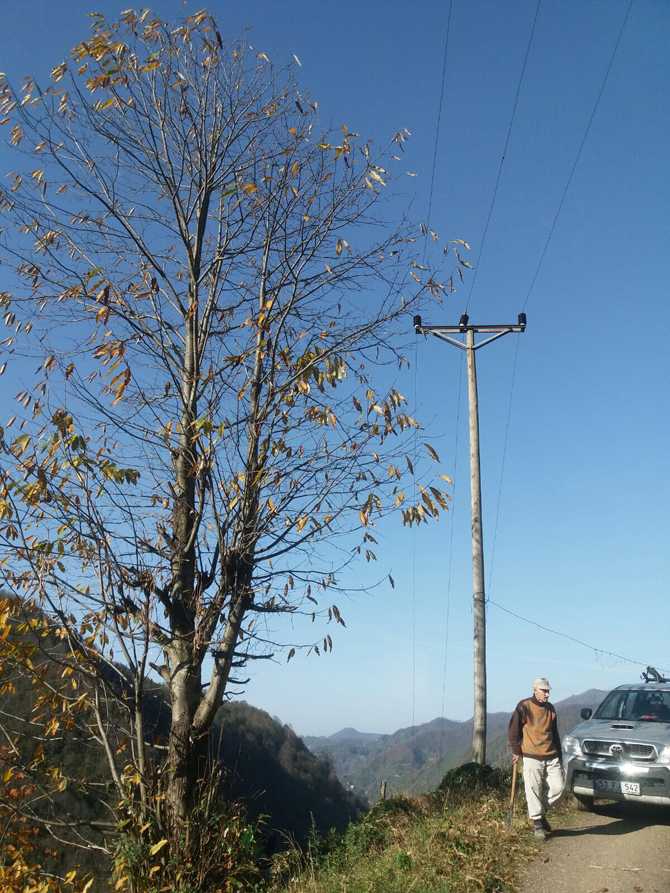 coruh-edas’tan-elektrik-hatlarina-agac-budama-calismasi-3.jpg