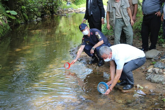 derepazari’nda-15-bin-kirmizi-benekli-alabalik-dereye-birakildi-(1).jpg