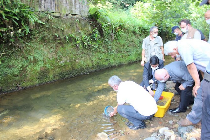 derepazari’nda-15-bin-kirmizi-benekli-alabalik-dereye-birakildi-(2).jpg