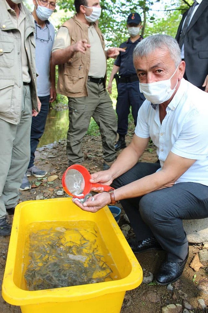 derepazari’nda-15-bin-kirmizi-benekli-alabalik-dereye-birakildi-(7).jpg
