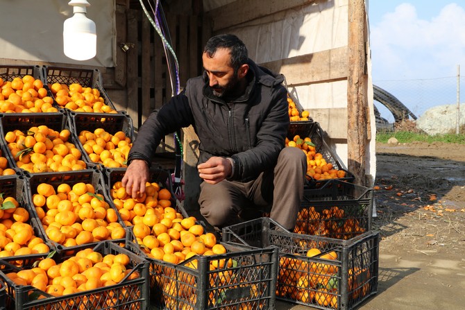 derepazari-mandalinasi-tadi-ve-aromasi-ile-buyuk-ilgi-goruyor-2.jpg