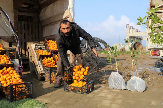 derepazari-mandalinasi-tadi-ve-aromasi-ile-buyuk-ilgi-goruyor-3.jpg