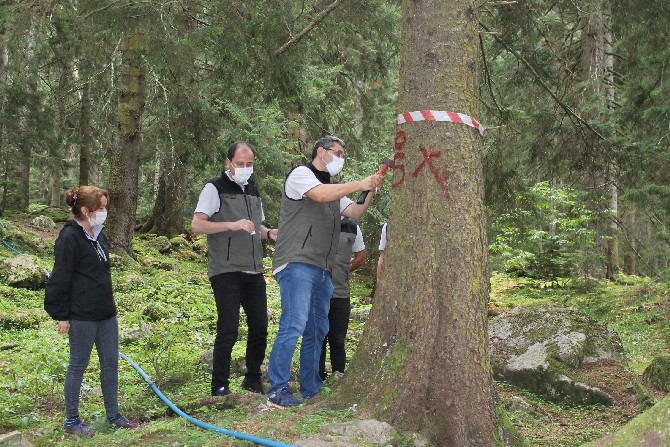 dogu-karadeniz-ormanlari-yaklasik-3-milyon-terminator-bocekle-korunuyor-(4).jpg