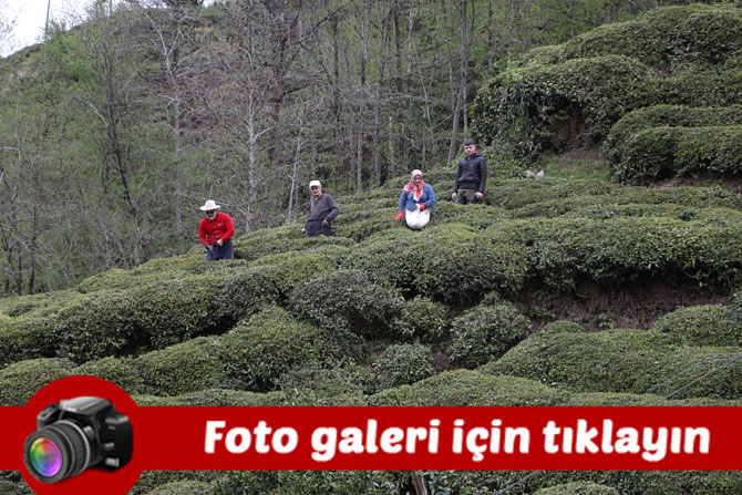 dogu-karadenizde-204-bin-uretici-yas-cay-sezonuna-hazirlaniyor.jpg