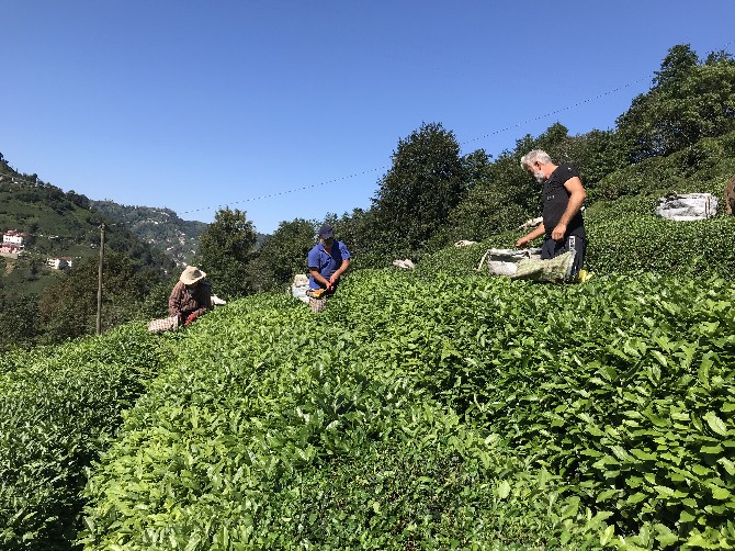 dogu-karadenizde-birinci-surgun-yas-cay-hasadi-basladi-(8).jpg