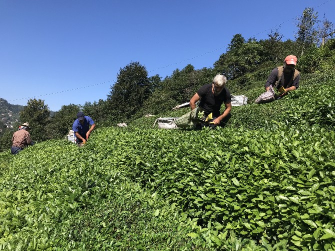 dogu-karadenizde-birinci-surgun-yas-cay-hasadi-basladi-(9).jpg