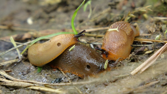 dunyada-katil-salyangoz-ya-da-ispanyol-salyangozu-olarak-bilinen-arion-vulgaris-turu-trabzonun-duzkoy-ilcesinde-tarim-urunlerini-tehdit-ediyor-4.jpg