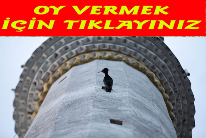 dunyada-nadir-gorulen-turlerden-kara-agackakan-4-yildir-rizede-kurtulus-koyundeki-merkez-cami-minaresindeki-havalandirmada-yasiyor.jpg