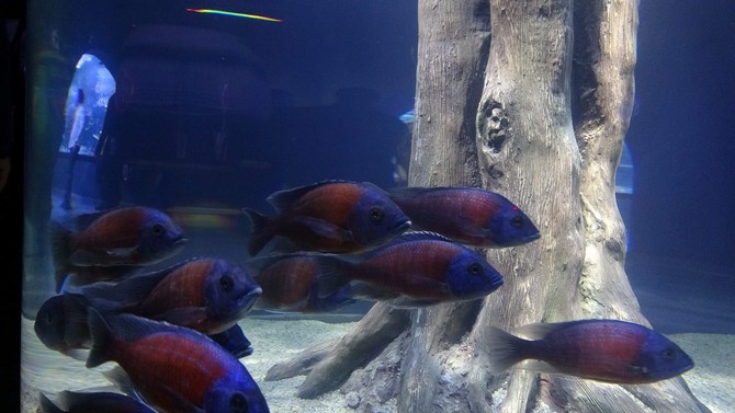 dunyada-tunel-icerisinde-insa-edilen-ilk-akvaryum-trabzonda-acildi-8.jpg