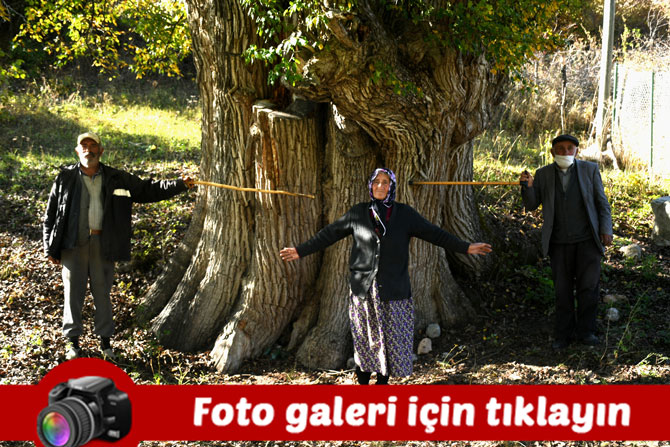 dunyanin-en-yasli-armut-agaci-artvin’de-tespit-edildi..jpg