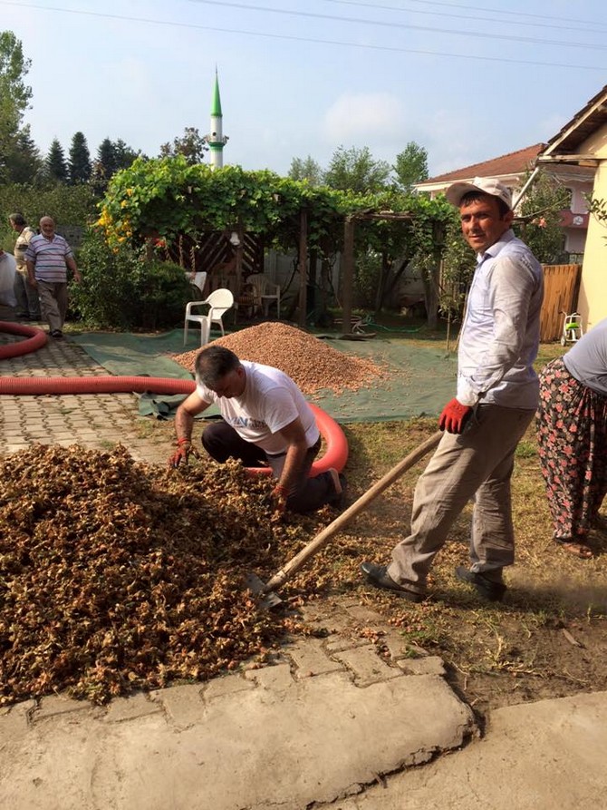 ersin-yazici-findik-hasadi-yapti-(2)-001.jpg